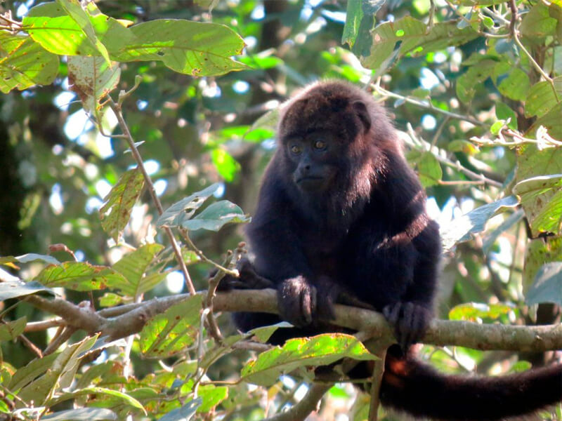 Varíola do macaco: Governo cria comissão para acompanhar casos - JOTA